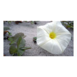 Beach Morning Glory Personalized Photo Card