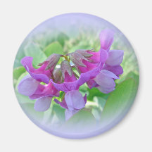 Beach Pea - Lathyrus japonicus - Wildflower Refrigerator Magnet