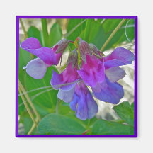Beach Pea (Lathyrus maritimus) Coordinating Items Refrigerator Magnets