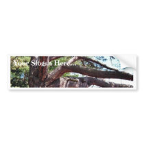 Beach Pine bumper stickers