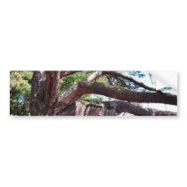 Beach Pine bumper stickers