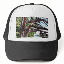 Beach Pine hats