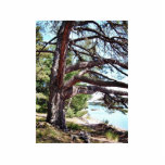 Beach Pine