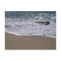 Beach Post Card postcard