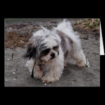 Beach Puppy cards