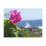 Beach Rose Postcards