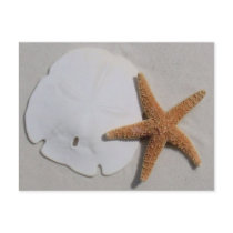 beach sandollar and starfish postcard by Leighbray beach sandollar and starfish postcard