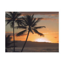 beach scene palm trees postcards