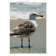 Beach Seagull Card