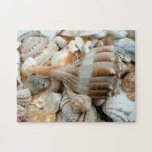 Beach Shells Lightning Whelk Puzzle puzzles