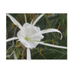 Beach Spider Lily Flower Floral Print Postcard
