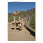 Beach Stairs and Dog Card cards