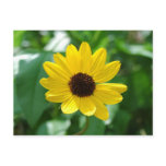 Beach Sunflower 2 Postcard