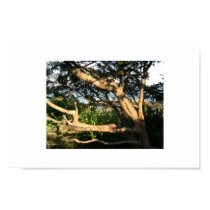 Beach Tree, Ogunquit, Maine posters by nwjava44 Beach Tree, Ogunquit, Maine posters
