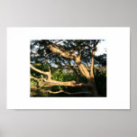 Beach Tree, Ogunquit, Maine Poster