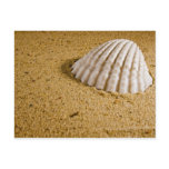 Beach Wedding Tropical RSVP Invitation Post Cards