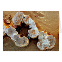 beach wood cards by 3dvitality beach wood cards
