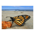 Beached Butterfly by TDGallery posters by tdgallery Beached Butterfly by TDGallery posters
