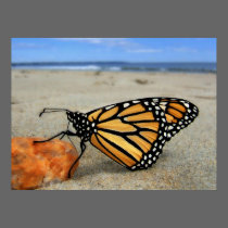 Beached Butterfly posters