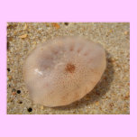 Beached Jellyfish posters