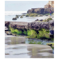 Beaches Ocean Rocks Moss Sand t-shirts