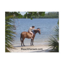 BeachHorses.com postcards by TimMattox BeachHorses.com postcards