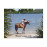 BeachHorses.com postcards