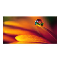 Bead Of Water On A Flower Photo Greeting Card