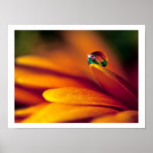 Bead Of Water On A Flower Poster