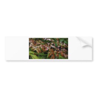 Beading Bumper Sticker
