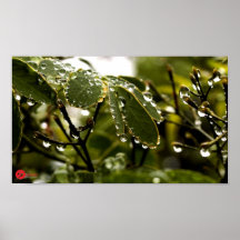 ~BEADS OF TRANQUILITY~  Poster