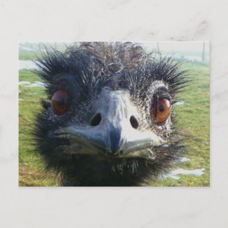 Beady Eyes EMU postcard