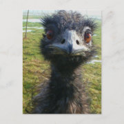 Beady Eyes EMU postcard