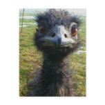 Beady Eyes EMU Postcard