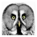 'Beady Eyes' Owl Poster posters