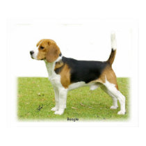 Beagle 9J27D-02 posters by TraffordPhotos Beagle 9J27D-02 posters