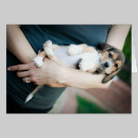 Beagle Babe In Arms cards