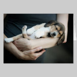 Beagle Babe Sleeping In Arms cards