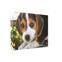 Beagle Baby Dog Canvas Prints