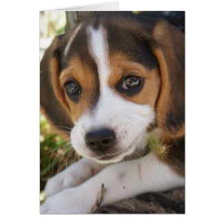 Beagle Baby Dog Greeting and Note Cards