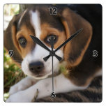 Beagle Baby Dog Square Wall Clock