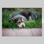 Beagle Baby on Grass cards