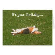 Beagle Birthday Card (Funny)