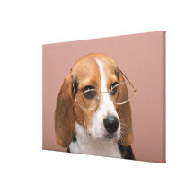 Beagle Canvas Prints