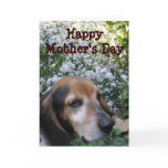 Beagle Greeting Cards