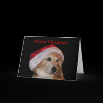 Beagle Christmas Card (Santa) cards