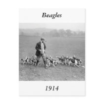 Beagle Club, 1914 Post Cards