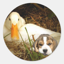 Beagle con el pegatina del pato