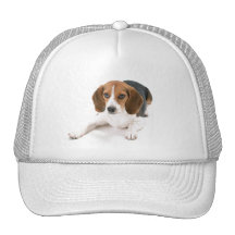 Beagle Dog Baseball Hat