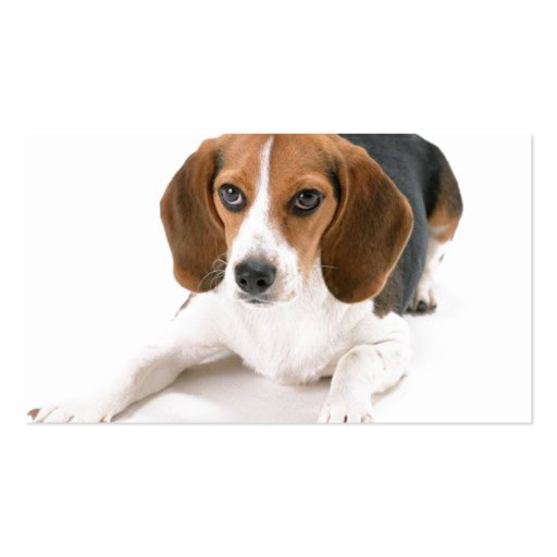 Beagle Dog Business Card (back side)